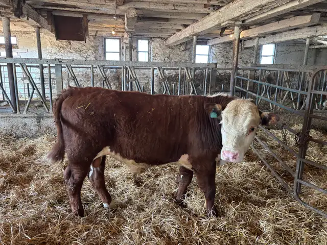 hereford yearling bull
