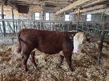 hereford yearling bull