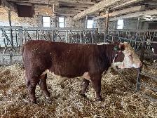 hereford yearling bull - Photo 2