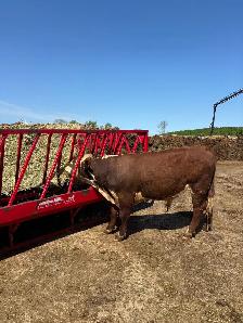hereford yearling bull - Photo 3
