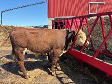 hereford yearling bull - Photo 4