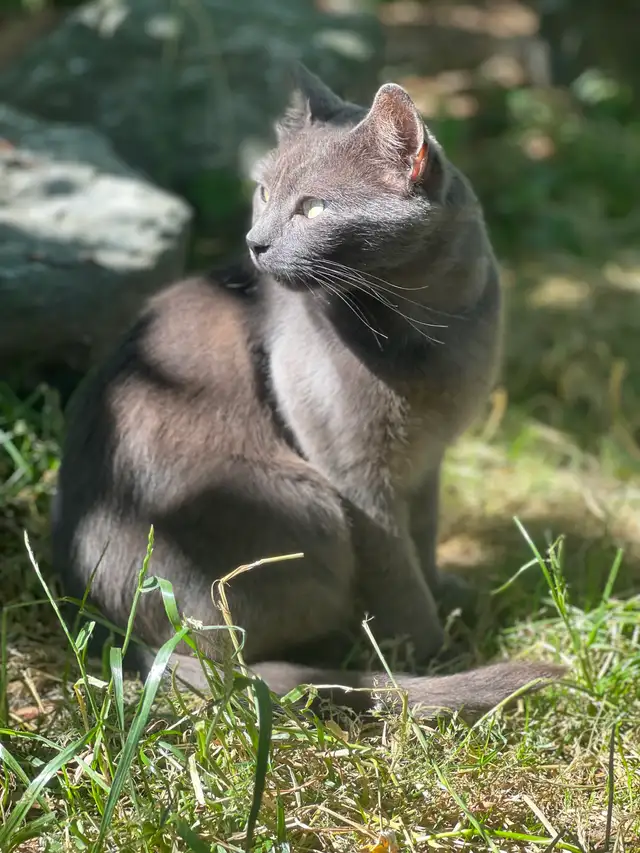 domestic female friendly farm cat fixed