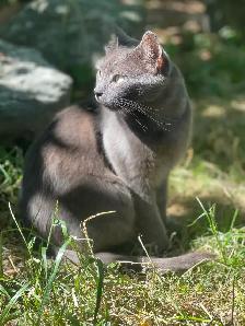 domestic female friendly farm cat fixed