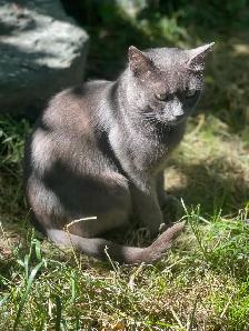 domestic female friendly farm cat fixed - Photo 2