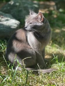 domestic female friendly farm cat fixed - Photo 3