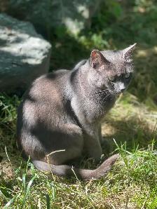 domestic female friendly farm cat fixed - Photo 4