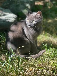 domestic female friendly farm cat fixed - Photo 5