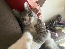 non standard munchkin - Photo 2