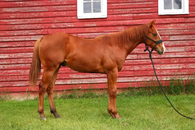 AQHA Colt