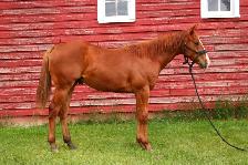 AQHA Colt