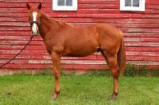 AQHA Colt - Photo 2