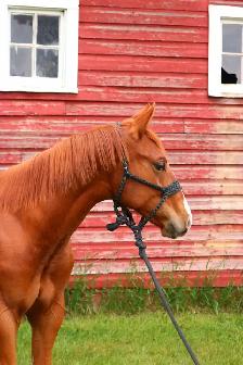 AQHA Colt - Photo 3