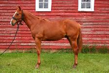 AQHA Colt - Photo 4
