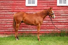 AQHA Colt - Photo 5