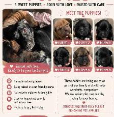 Bully mix puppies!
