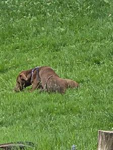 1 year Weimaraner/Lab $200.00 - Photo 3