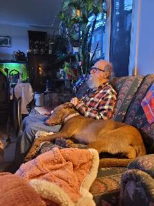 1 year Weimaraner/Lab $200.00 - Photo 4