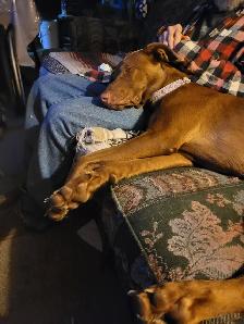 1 year Weimaraner/Lab $200.00 - Photo 5