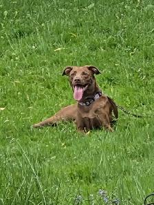 1 year Weimaraner/Lab $200.00 - Photo 7
