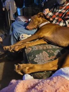 1 year Weimaraner/Lab $200.00 - Photo 8
