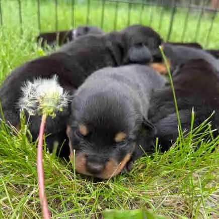 Rottweiler puppies
