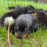 Rottweiler puppies
