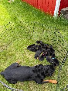Rottweiler puppies - Photo 2