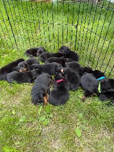 Rottweiler puppies - Photo 3