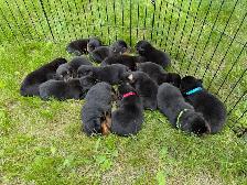 Rottweiler puppies - Photo 4