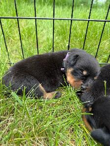 Rottweiler puppies - Photo 5