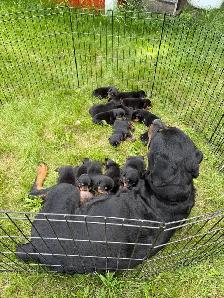 Rottweiler puppies - Photo 6