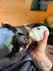 Rottweiler puppies - Photo 7