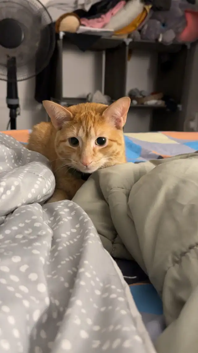 Orange Male Cat Looking for a Loving Forever Home