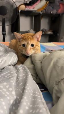 Orange Male Cat Looking for a Loving Forever Home