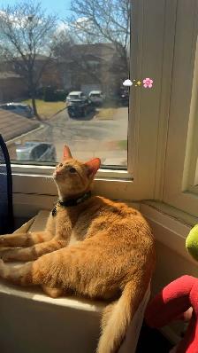 Orange Male Cat Looking for a Loving Forever Home - Photo 2