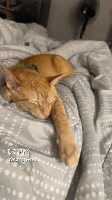 Orange Male Cat Looking for a Loving Forever Home - Photo 3