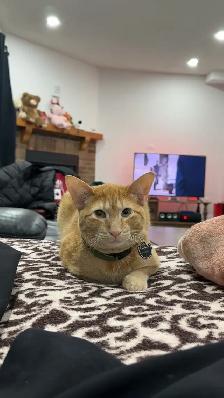 Orange Male Cat Looking for a Loving Forever Home - Photo 4