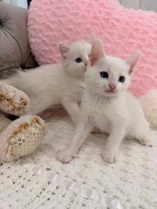 ⭐️❤️Siamese Kitten ❤️⭐️(647) 362-8118