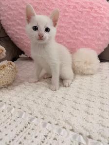 ⭐️❤️Siamese Kitten ❤️⭐️(647) 362-8118 - Photo 3