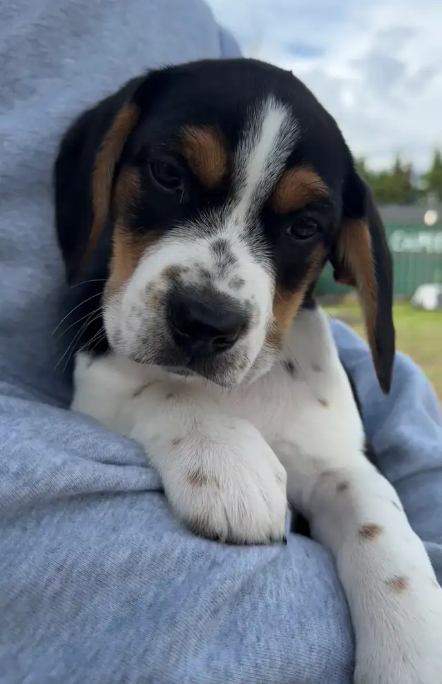 Mini Rotti’s aka Reagle pups