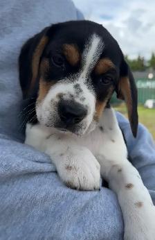 Mini Rotti’s aka Reagle pups