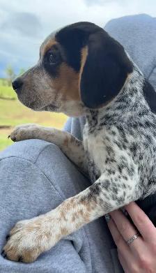 Mini Rotti’s aka Reagle pups - Photo 2
