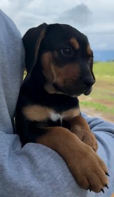 Mini Rotti’s aka Reagle pups - Photo 3