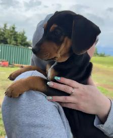 Mini Rotti’s aka Reagle pups - Photo 4