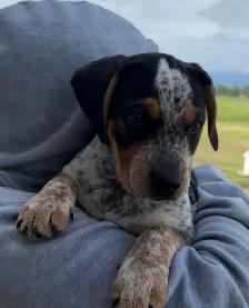 Mini Rotti’s aka Reagle pups - Photo 5