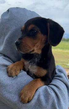 Mini Rotti’s aka Reagle pups - Photo 6