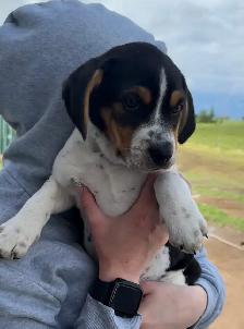 Mini Rotti’s aka Reagle pups - Photo 7