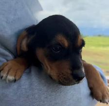 Mini Rotti’s aka Reagle pups - Photo 8