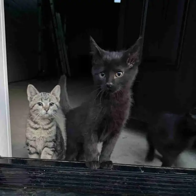 Free kittens