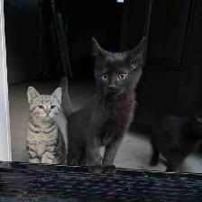 Free kittens